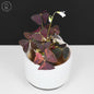Oxalis triangularis abigarrado