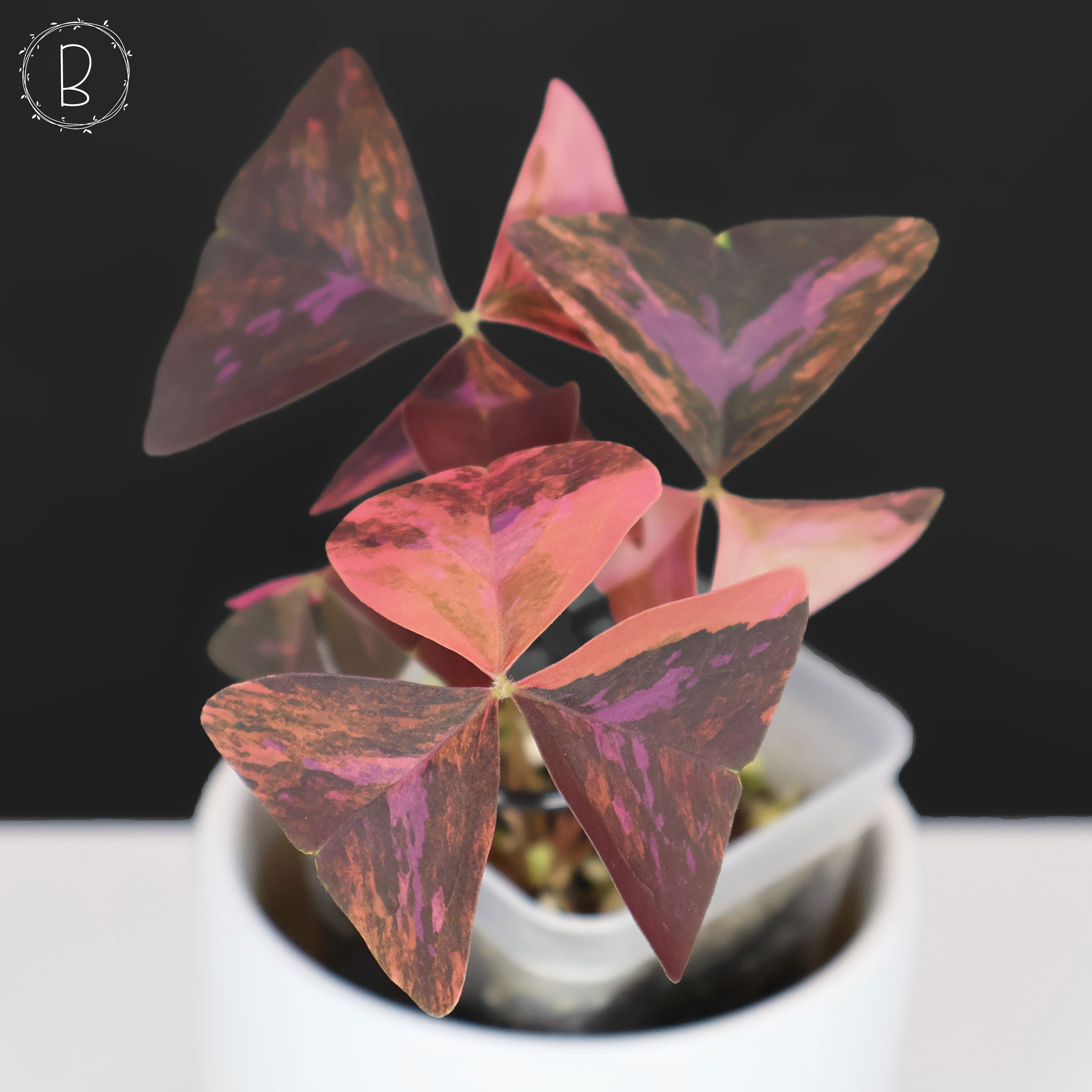 Oxalis Triangularis Variegated – Curious Plant Killer