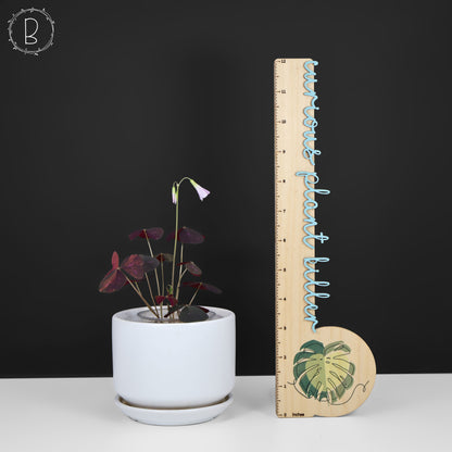 Oxalis triangularis abigarrado