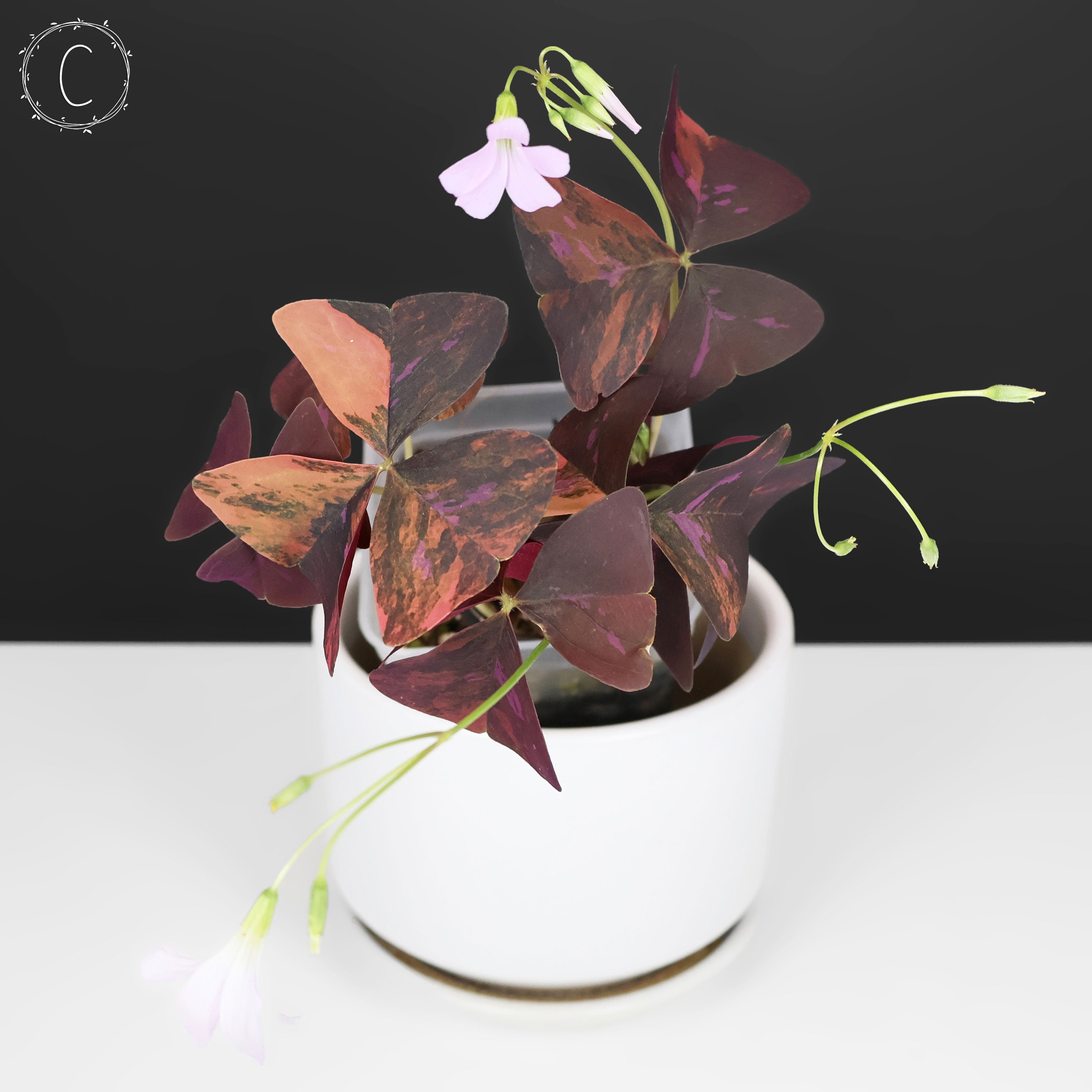 Oxalis Triangularis Variegated – Curious Plant Killer