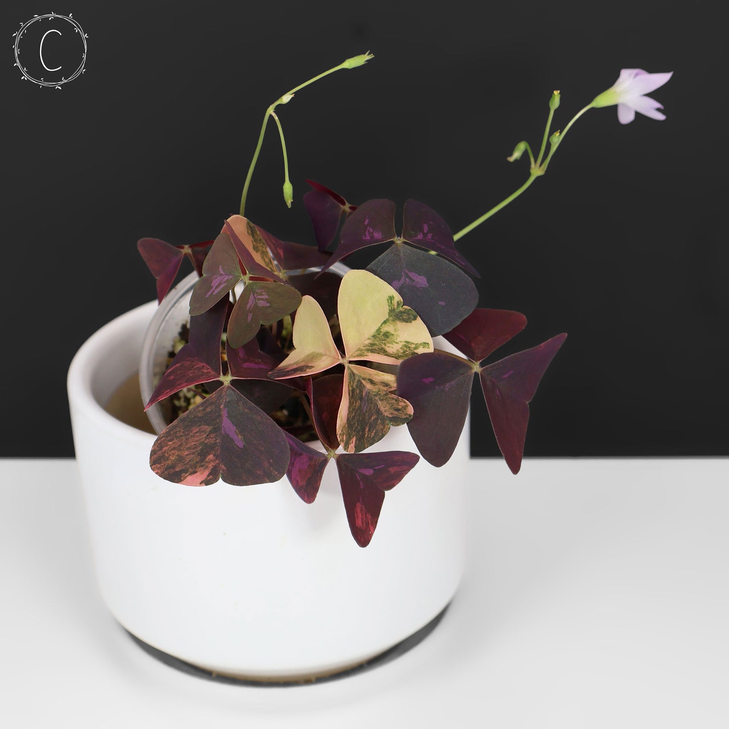 Oxalis triangularis abigarrado