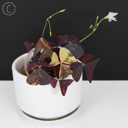 Oxalis triangularis abigarrado
