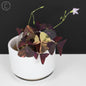 Oxalis triangularis abigarrado