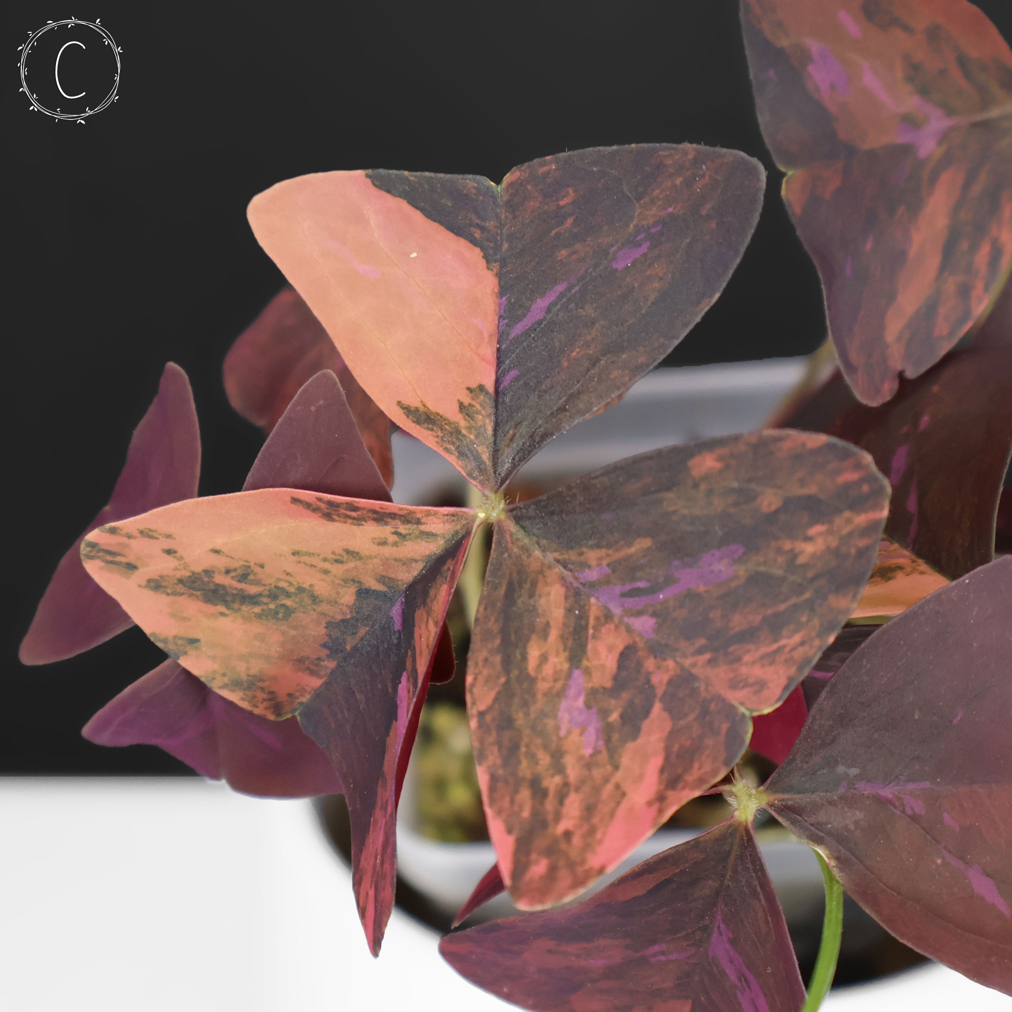 Oxalis Triangularis Variegated – Curious Plant Killer
