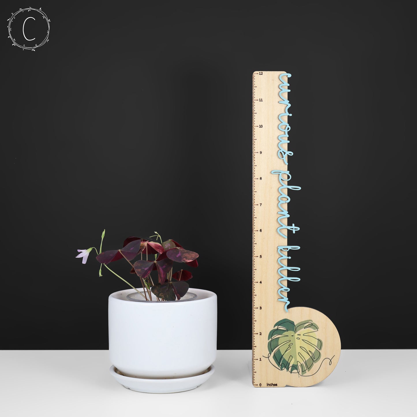 Oxalis triangularis abigarrado