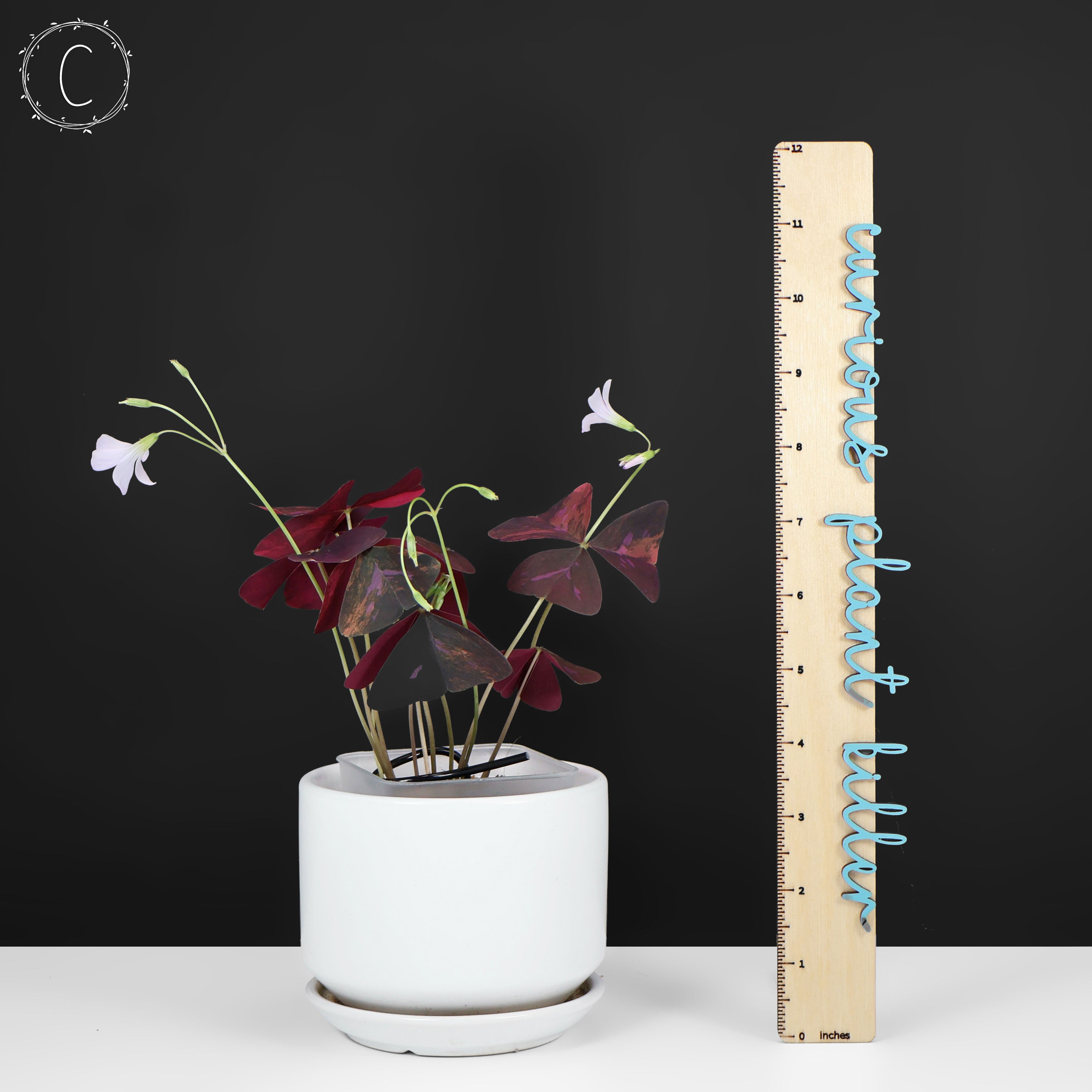 Oxalis Triangularis Variegated – Curious Plant Killer