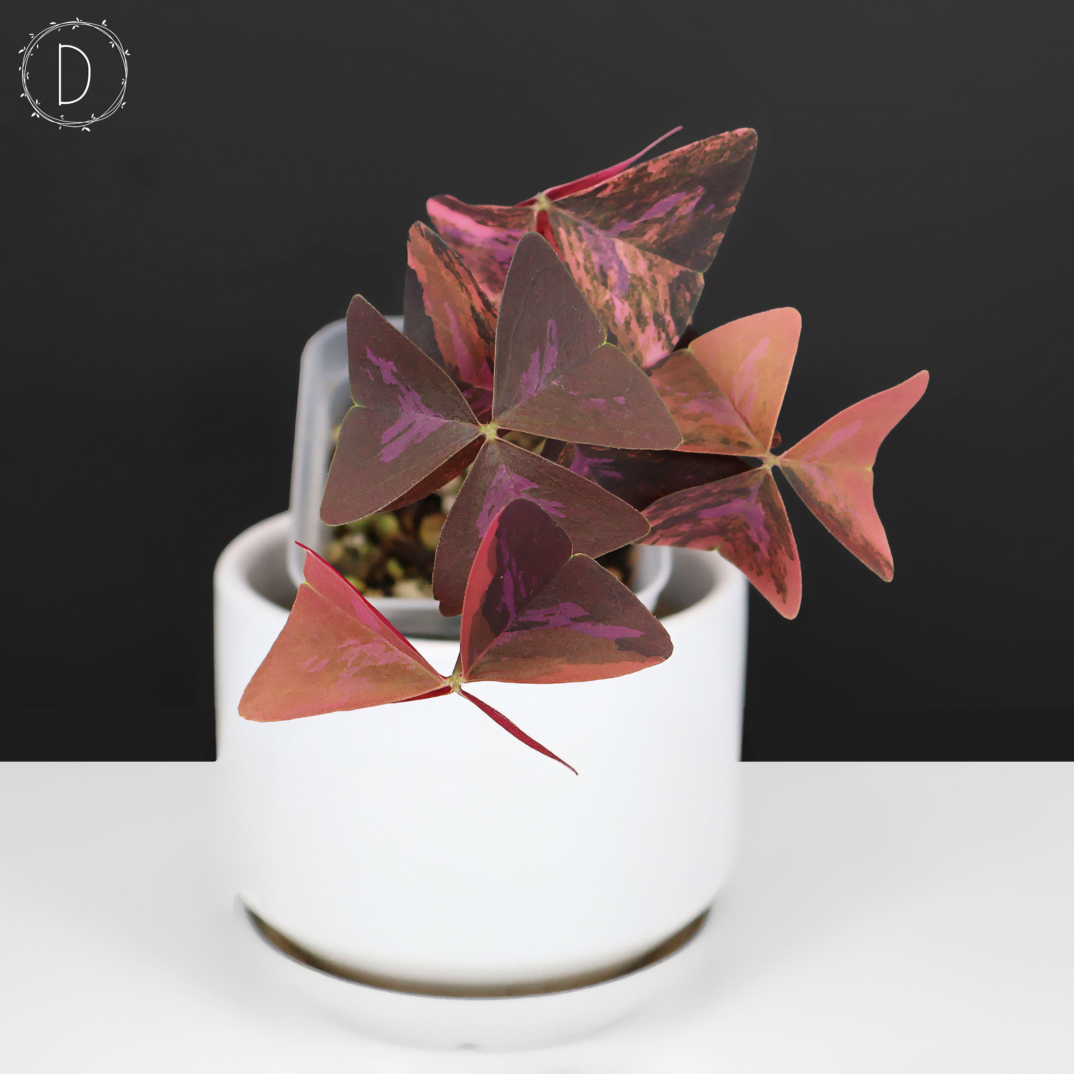 その他観葉植物 Oxalis triangularis variegated Oxalis Triangularis Variegated – Curious Plant Killer