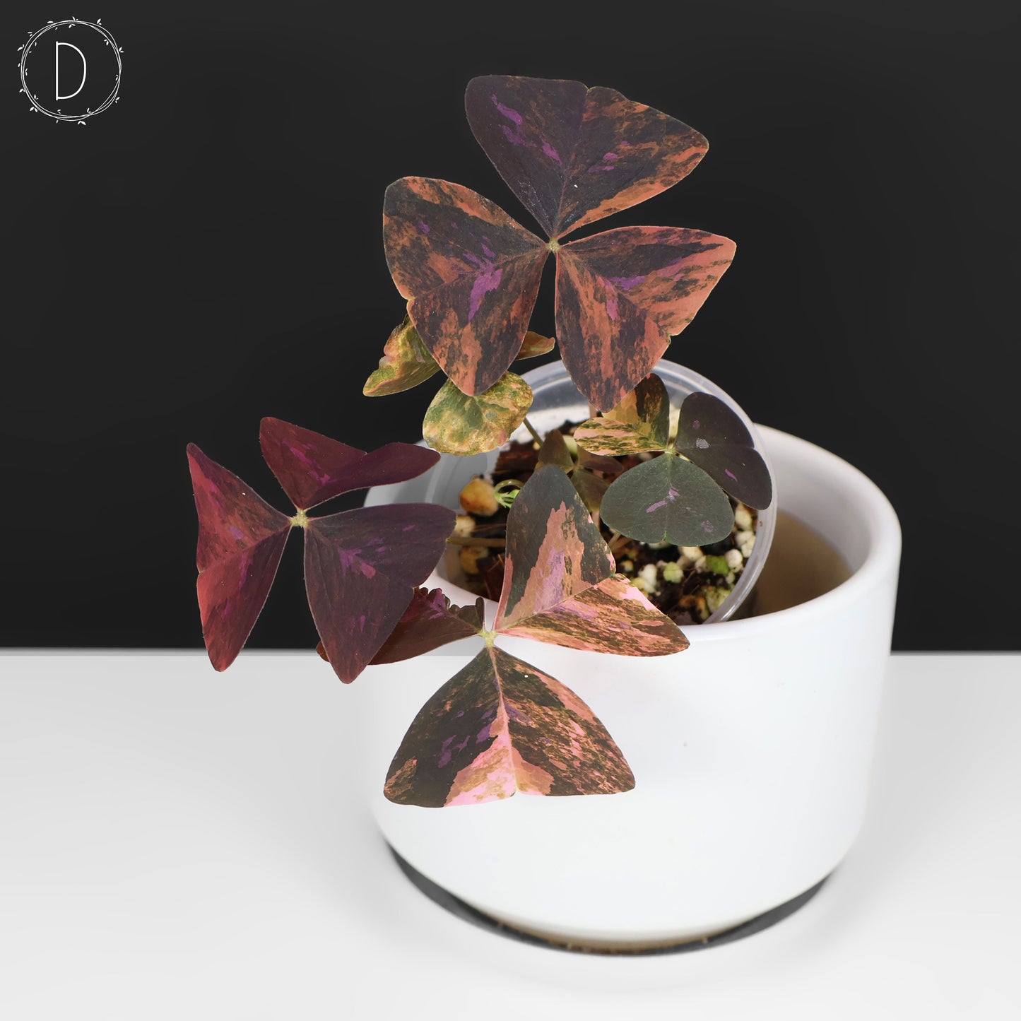 Oxalis triangularis abigarrado