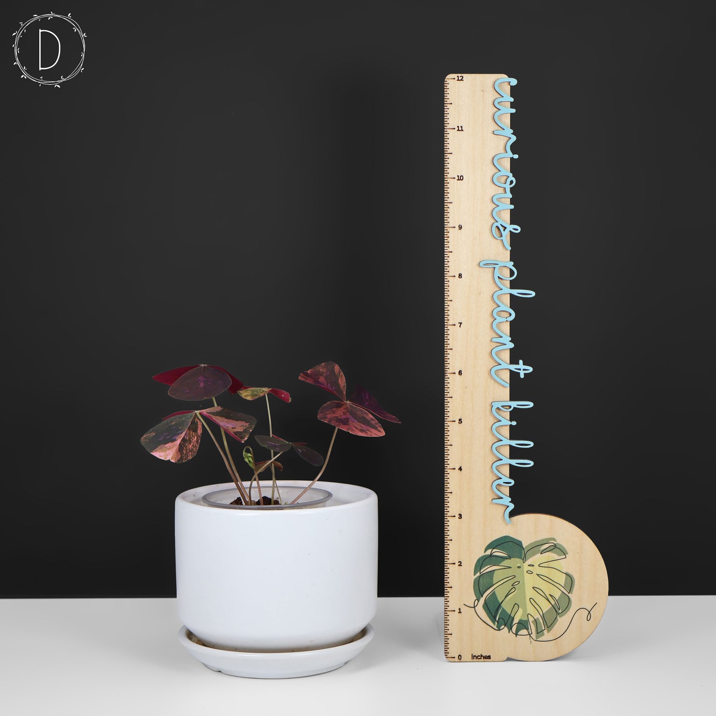 Oxalis triangularis abigarrado