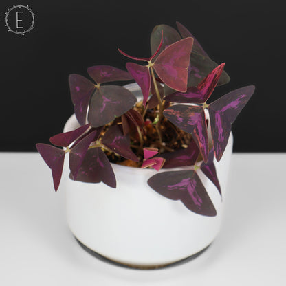 Oxalis triangularis abigarrado