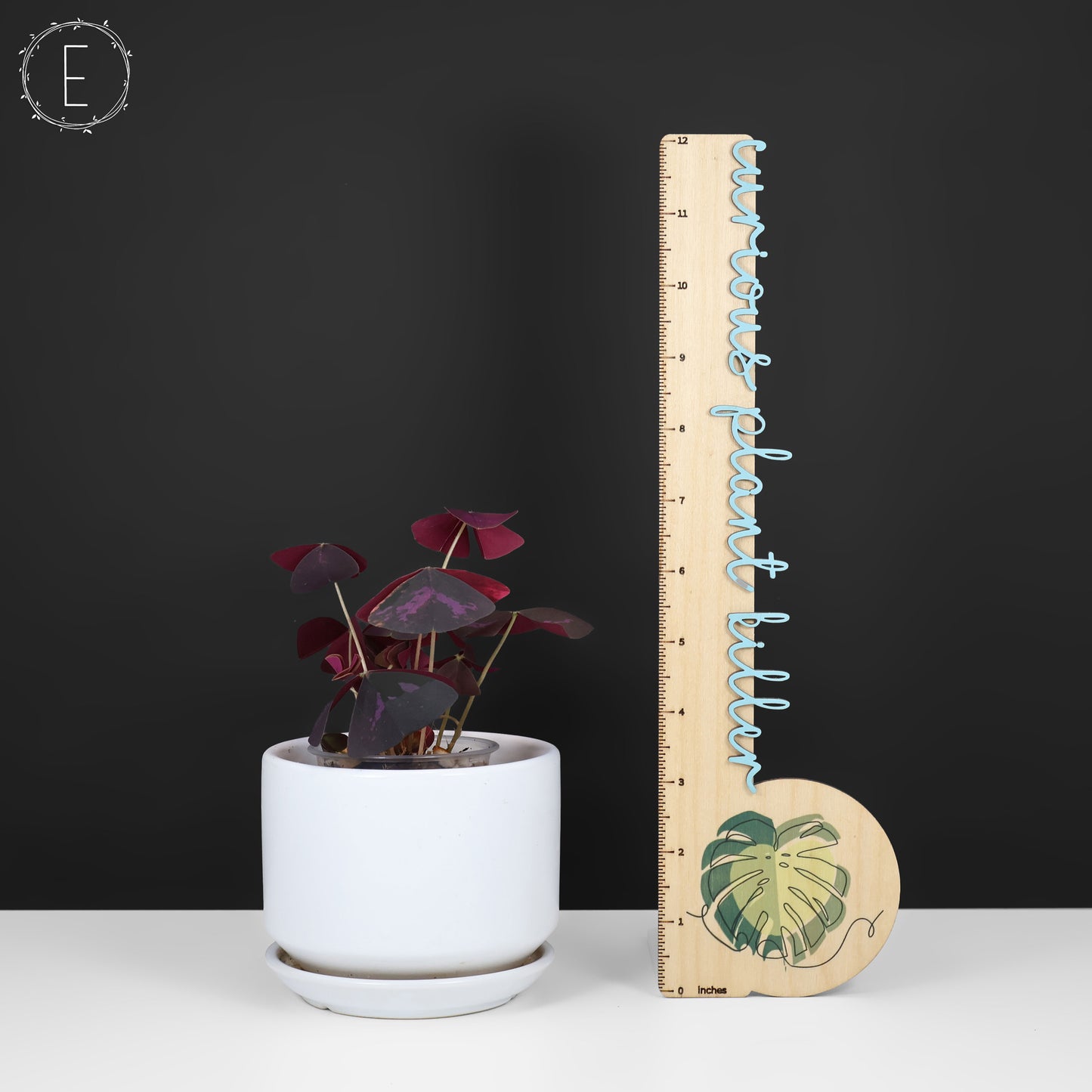 Oxalis triangularis abigarrado