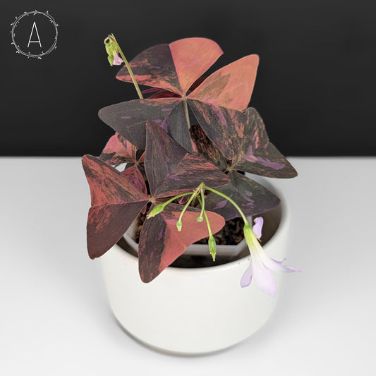 Oxalis Triangularis Variegated