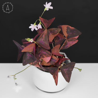 Oxalis Triangularis Variegated