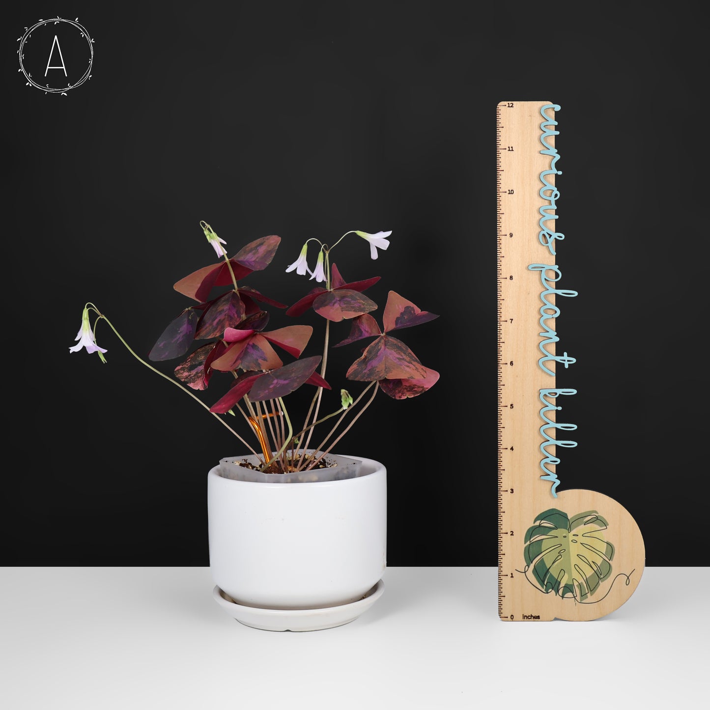 Oxalis Triangularis Variegated
