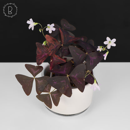 Oxalis Triangularis Variegated