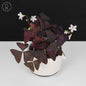 Oxalis Triangularis Variegated