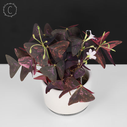 Oxalis Triangularis Variegated