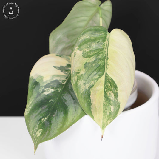 Philodendron Brandtianum Variegated