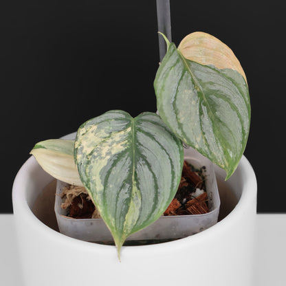 Filodendro Brandtianum abigarrado