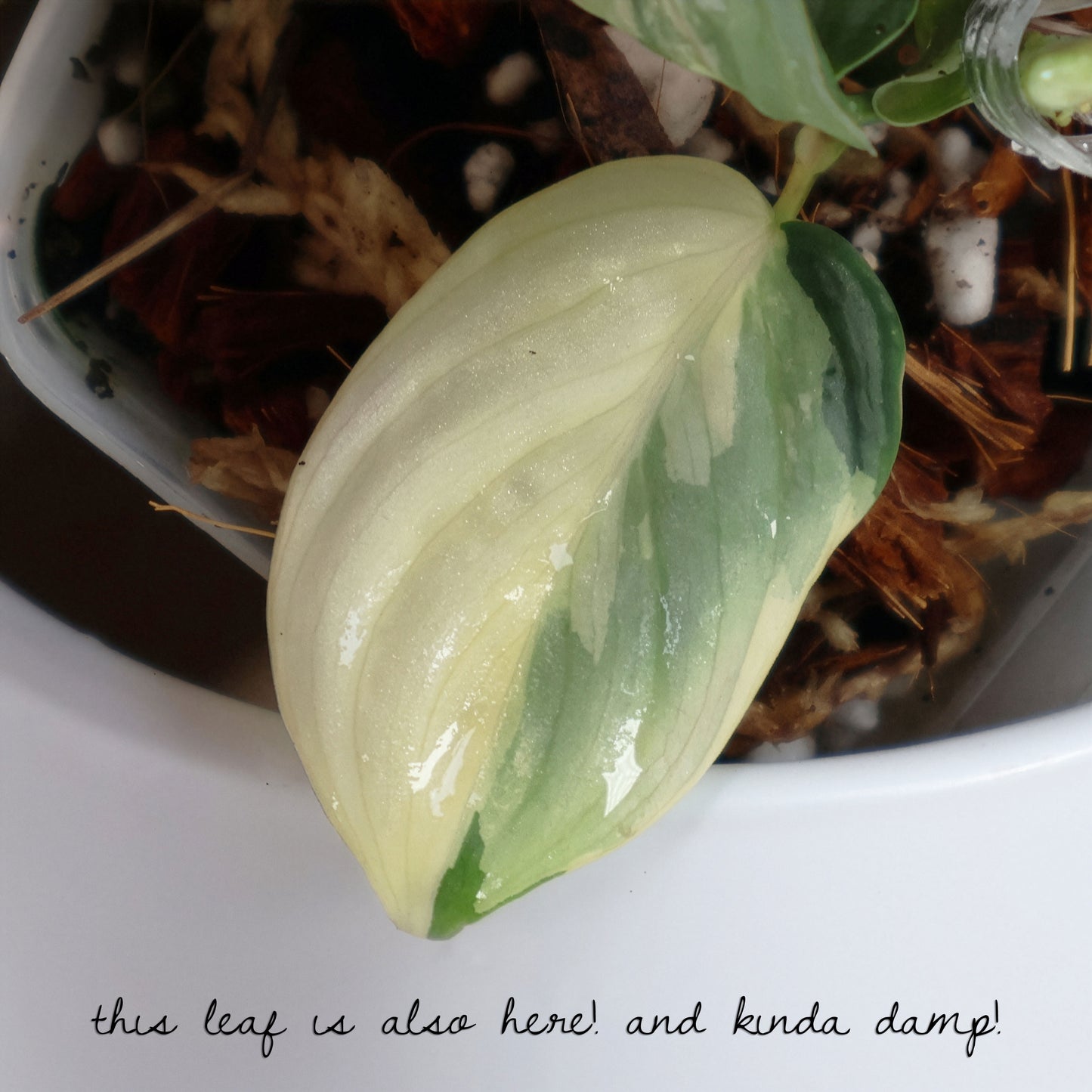 Filodendro Brandtianum abigarrado