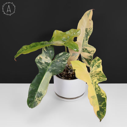 Filodendro Belleza Marrón