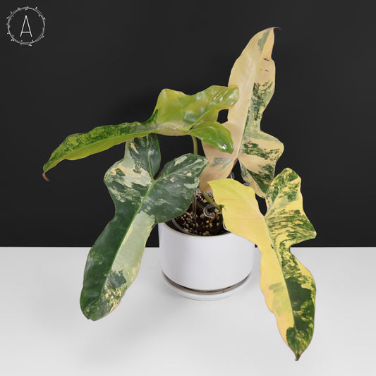 Filodendro Belleza Marrón