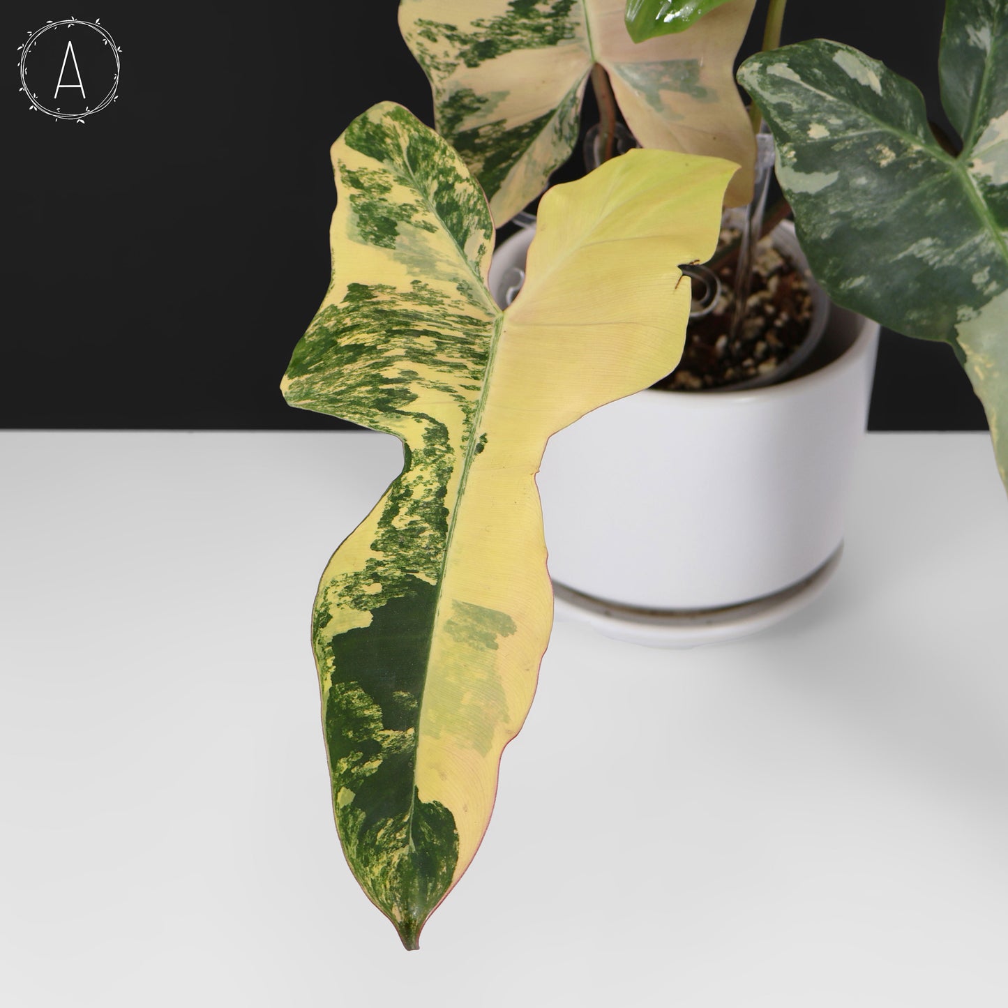 Filodendro Belleza Marrón