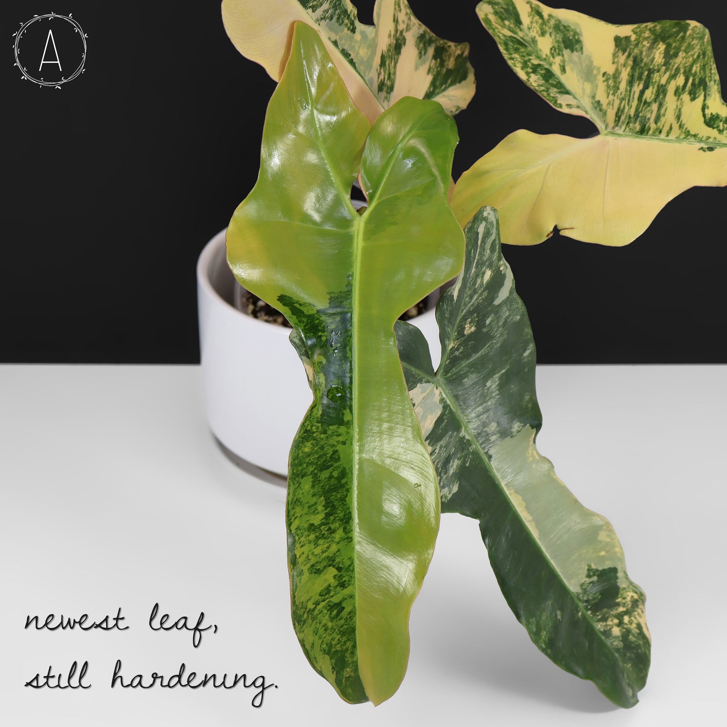 Filodendro Belleza Marrón