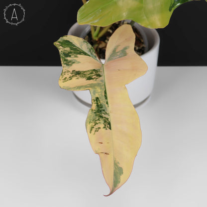 Filodendro Belleza Marrón