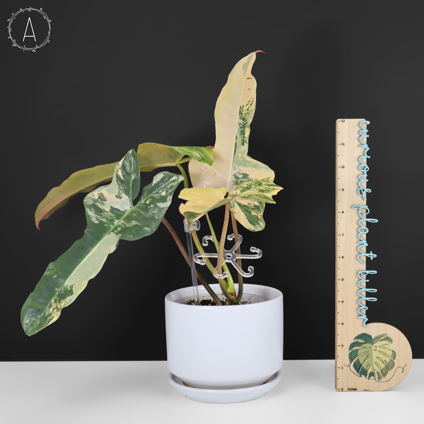 Filodendro Belleza Marrón