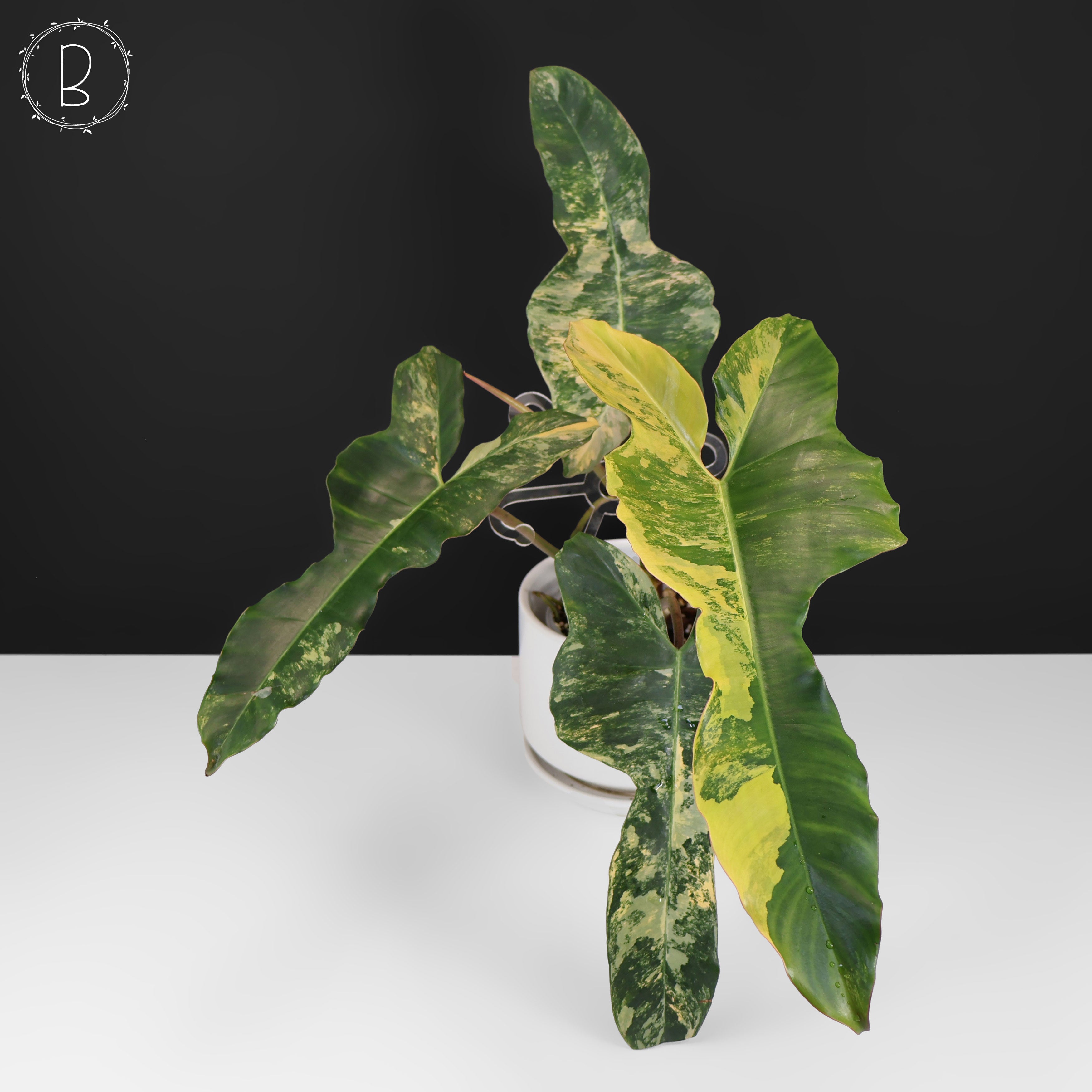 Philodendron Brown Beauty – Curious Plant Killer