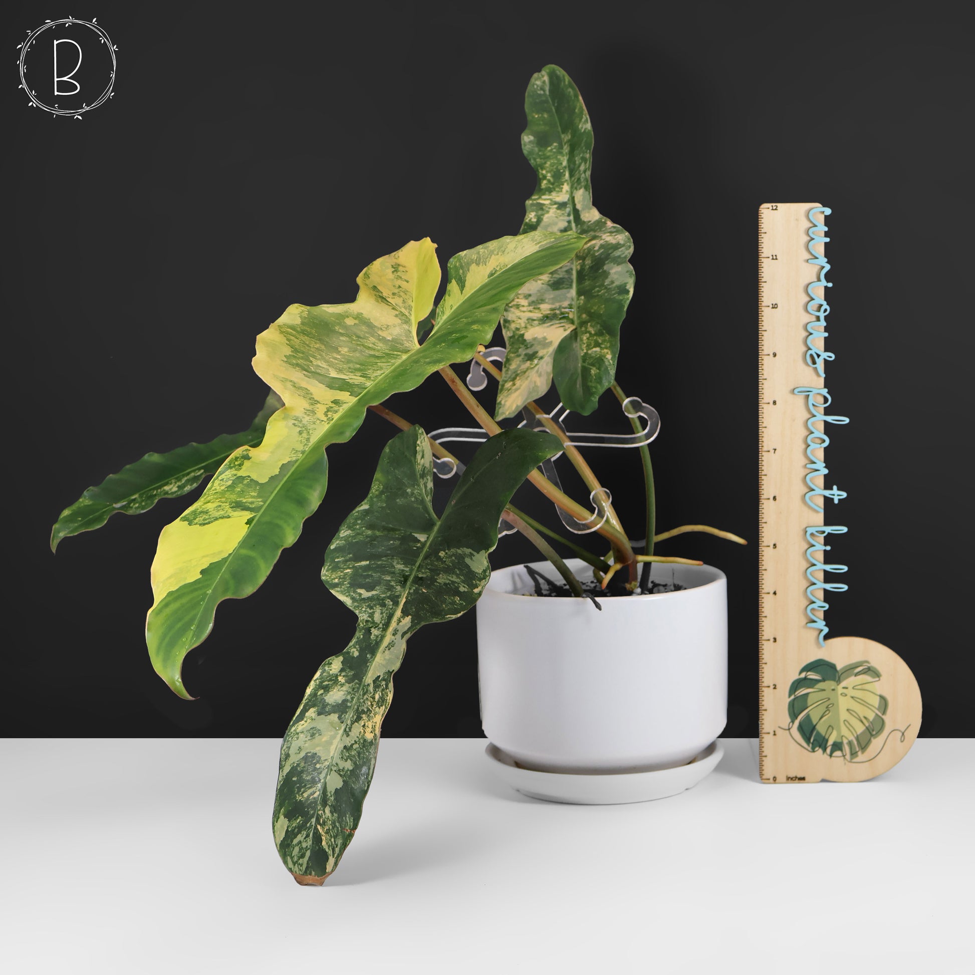 philodendron b dowie Philodendron Brown Beauty – Curious Plant Killer