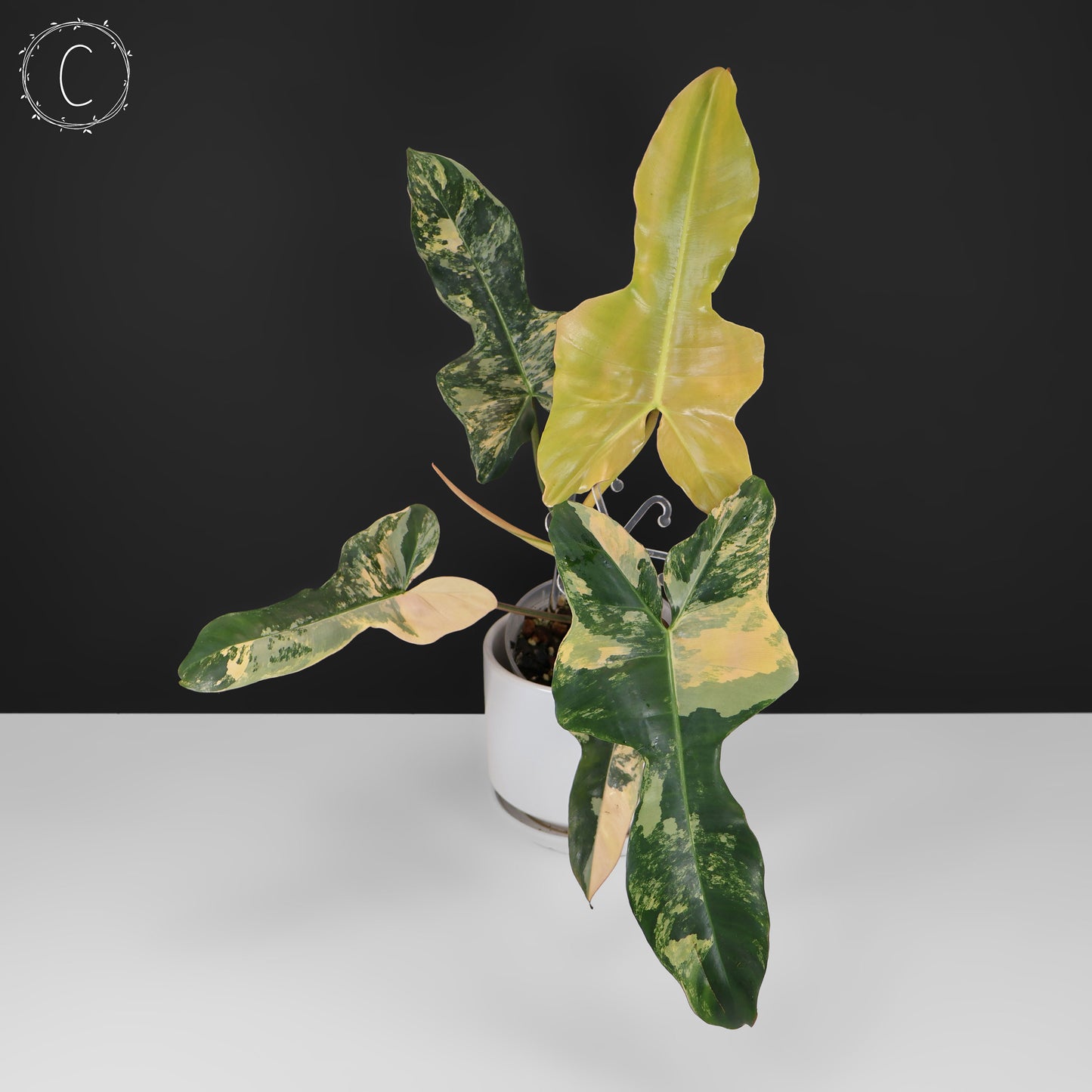 Filodendro Belleza Marrón