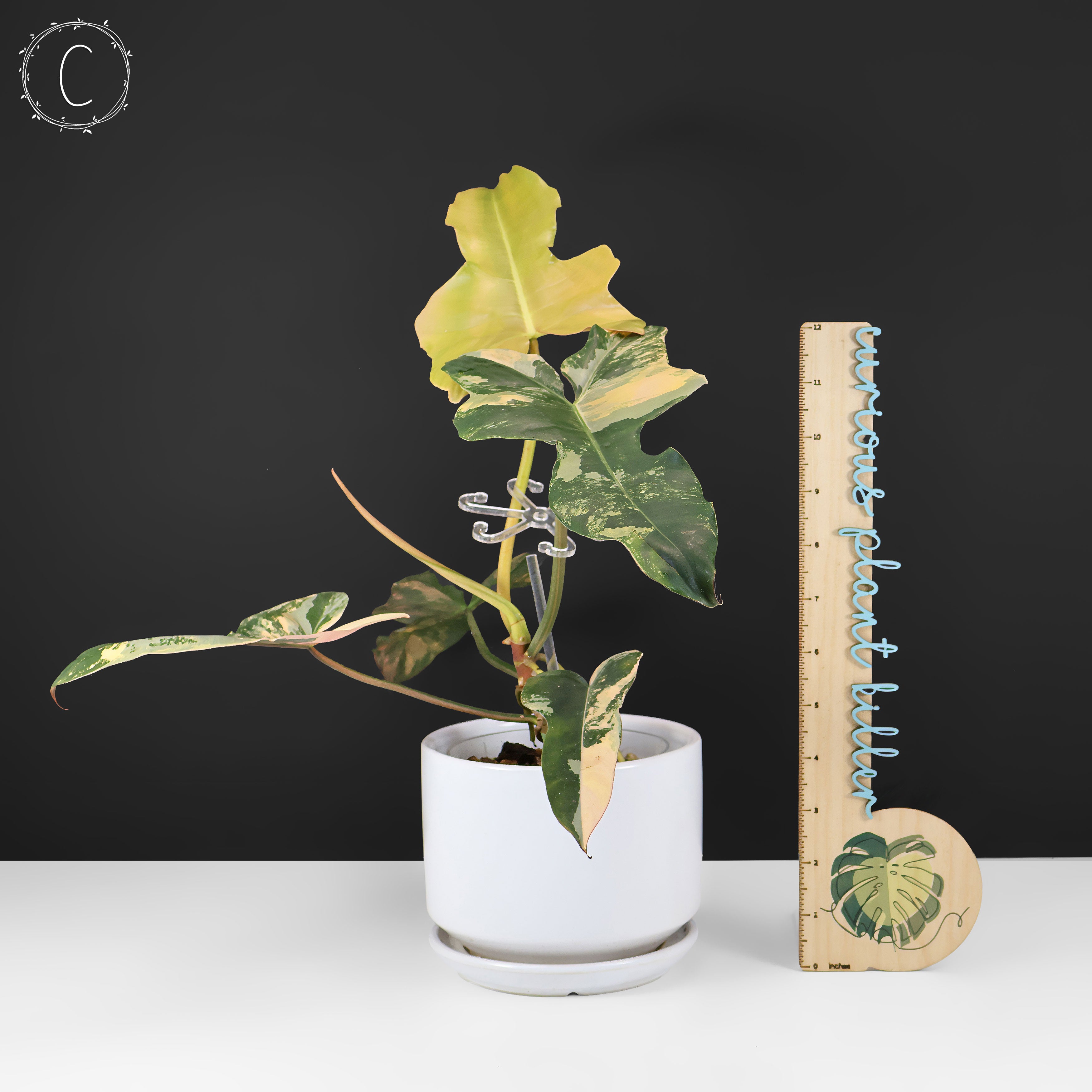 ①フィロデンドロン　斑入り philodendron Brown Beauty Philodendron Brown Beauty – Curious Plant Killer