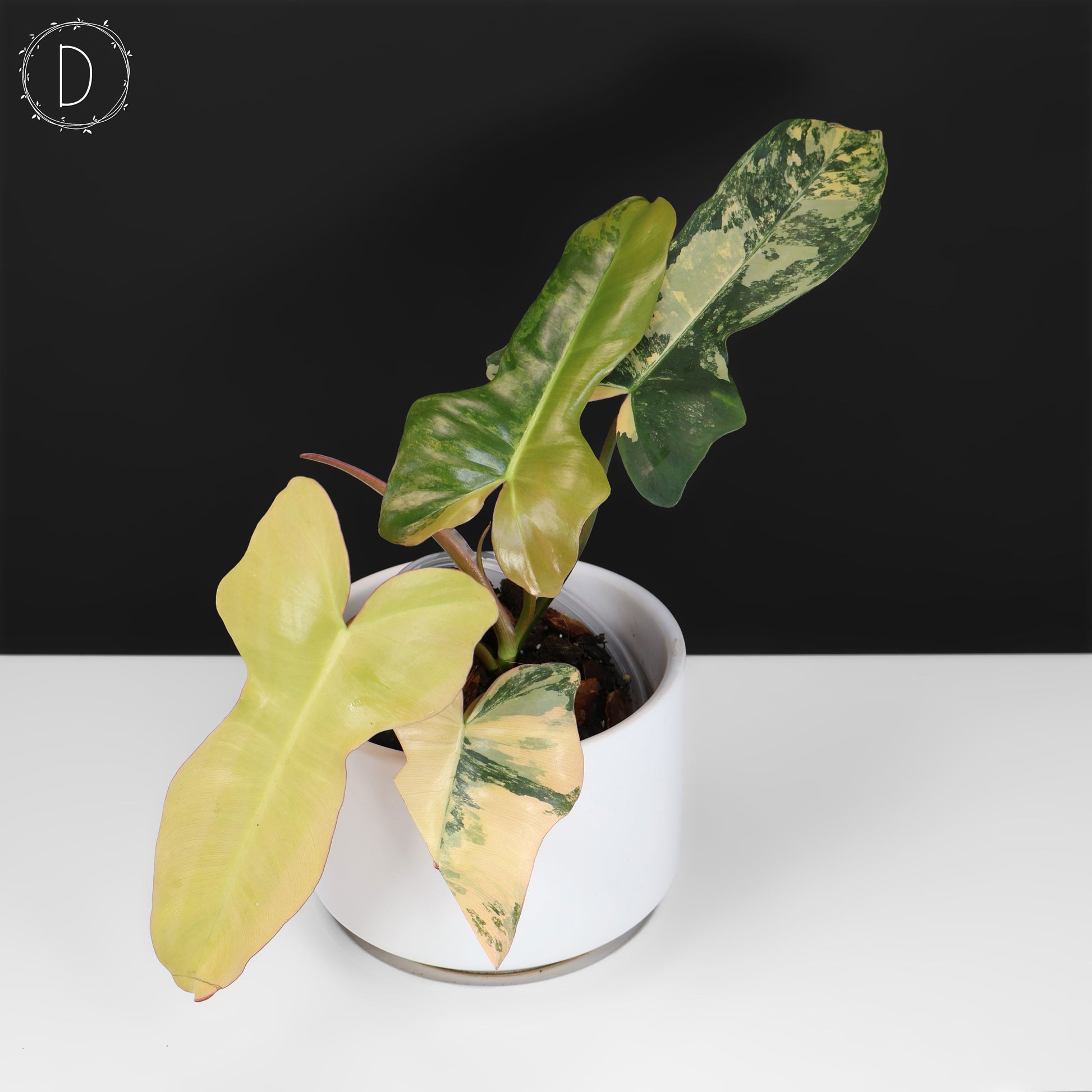 brown philodendron leaves Philodendron Brown Beauty – Curious Plant Killer