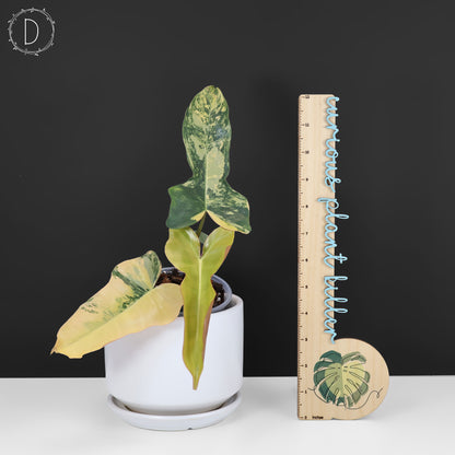 Filodendro Belleza Marrón