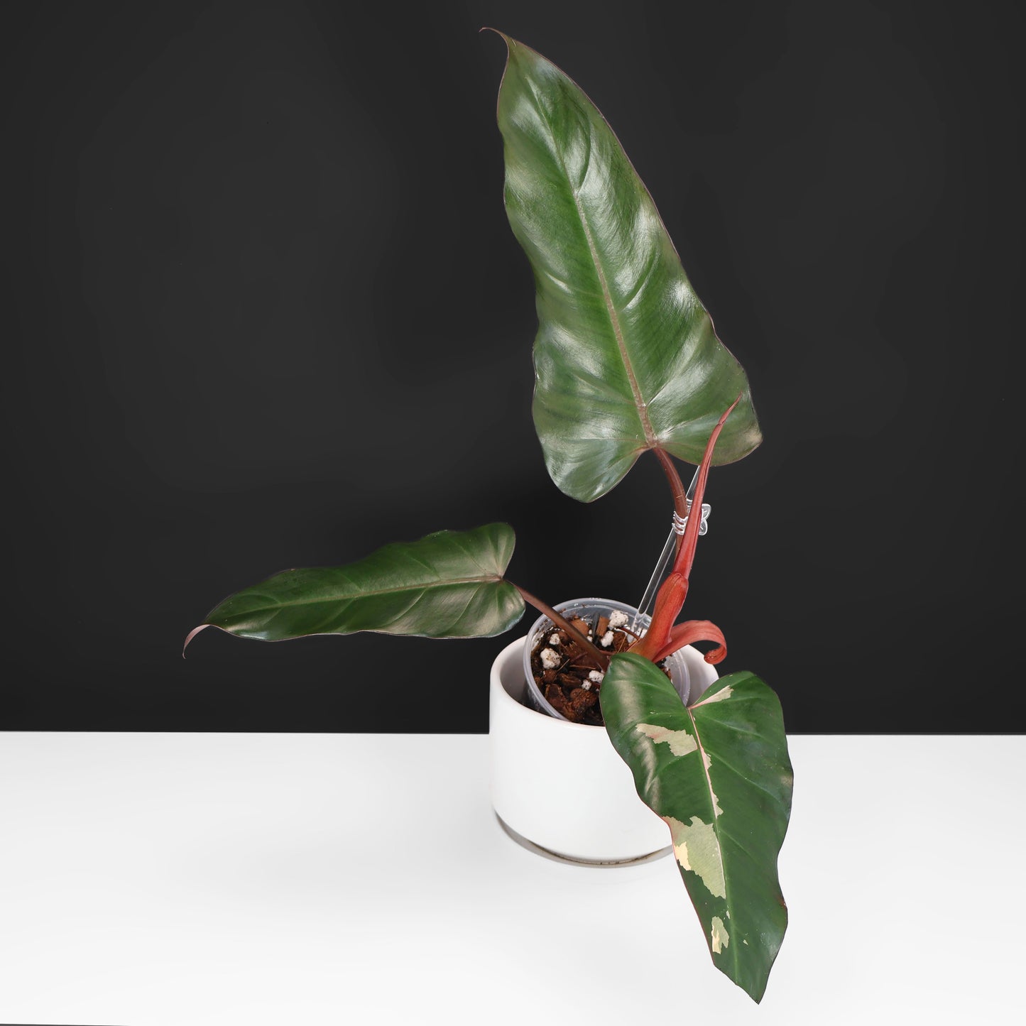 Philodendron Dark Lord Variegated (Reverted)
