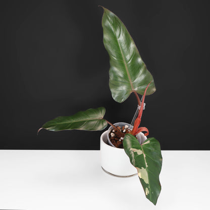 Philodendron Dark Lord Variegated (Reverted)