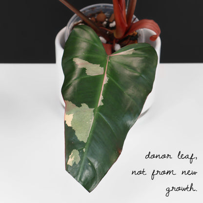 Philodendron Dark Lord Variegated (Reverted)