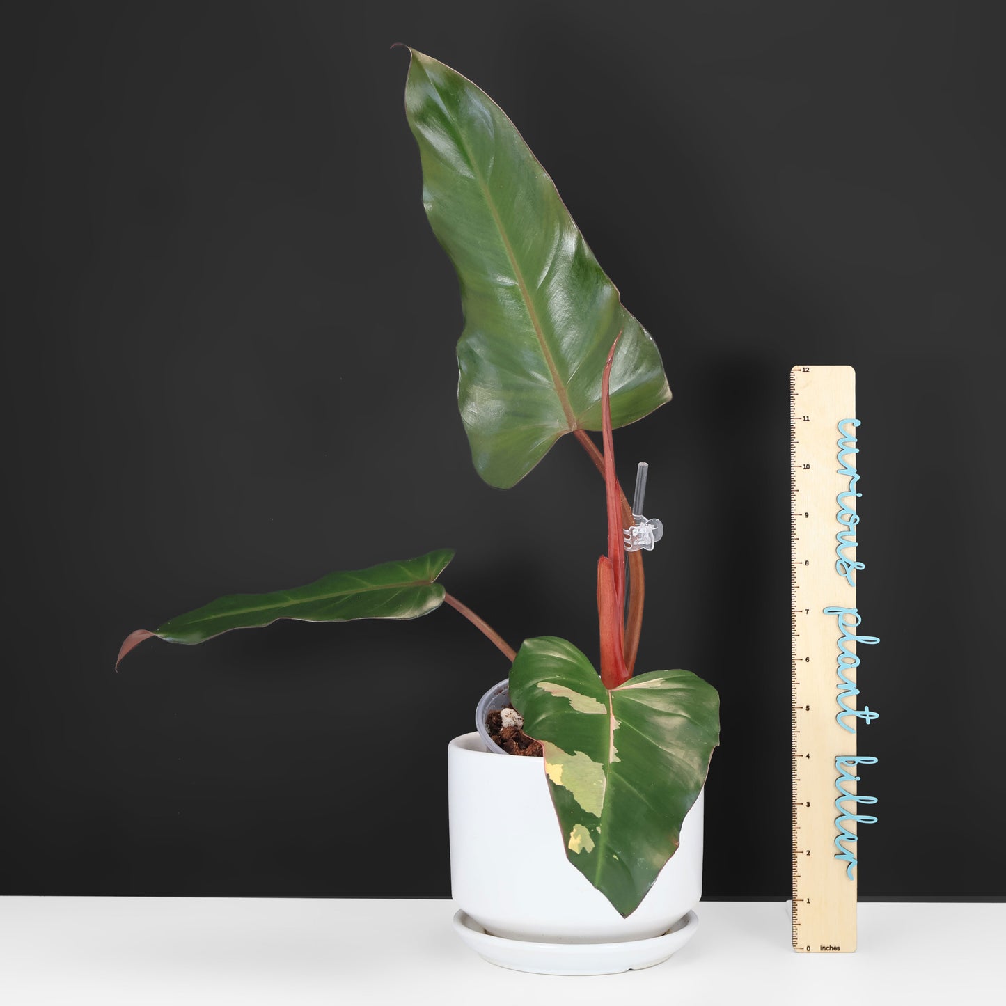 Philodendron Dark Lord Variegated (Reverted)