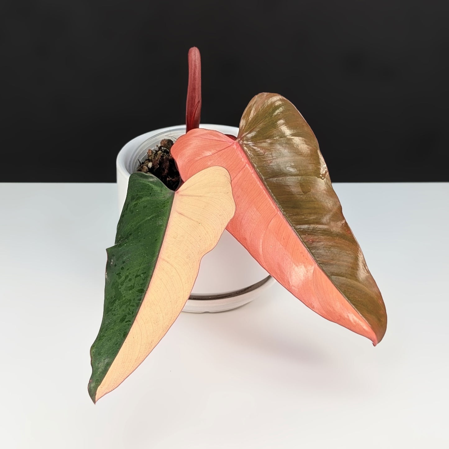 Philodendron Dark Lord Variegated