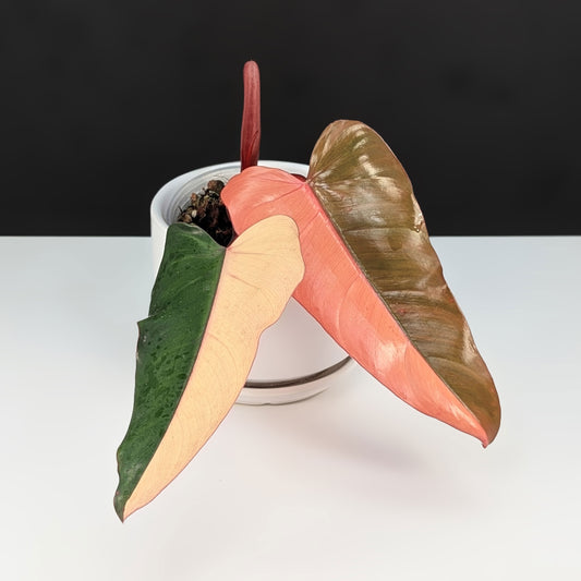 Philodendron Dark Lord Variegated