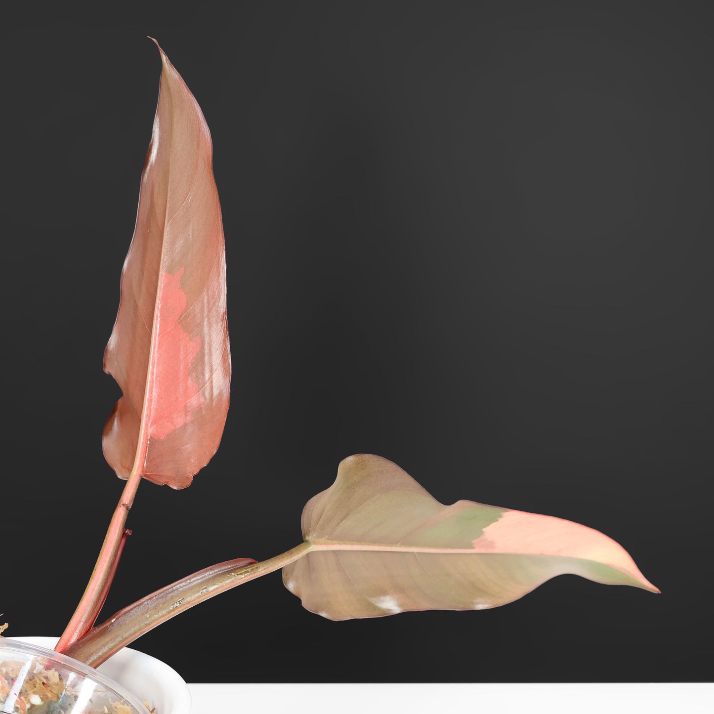 Philodendron Dark Lord Variegated