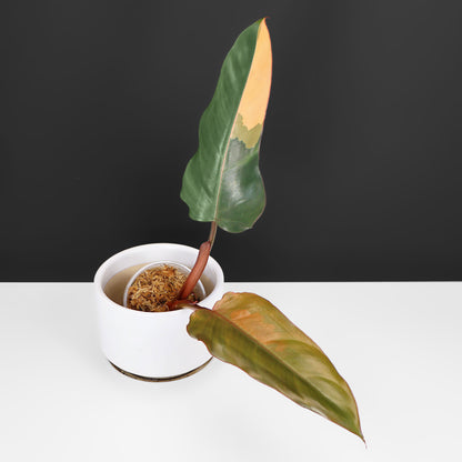 Filodendro Señor Oscuro Abigarrado