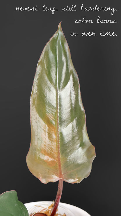 Filodendro Señor Oscuro Abigarrado