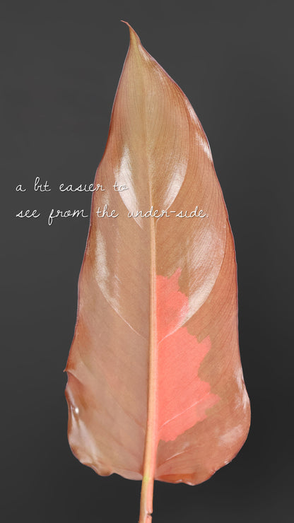 Filodendro Señor Oscuro Abigarrado