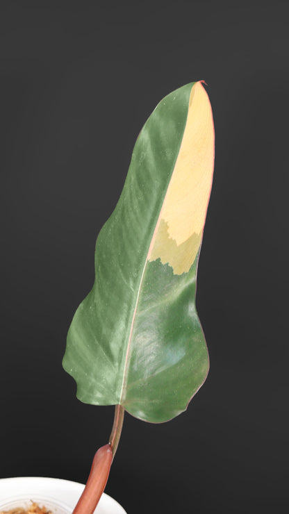 Filodendro Señor Oscuro Abigarrado