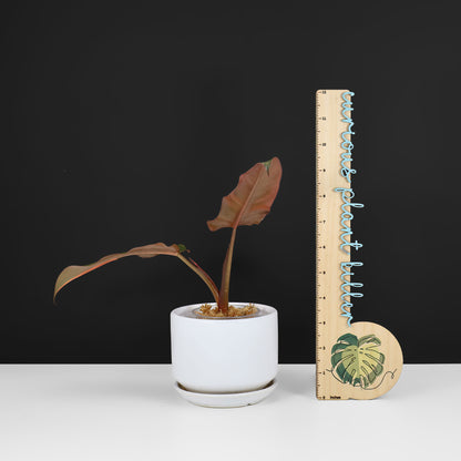 Filodendro Señor Oscuro Abigarrado