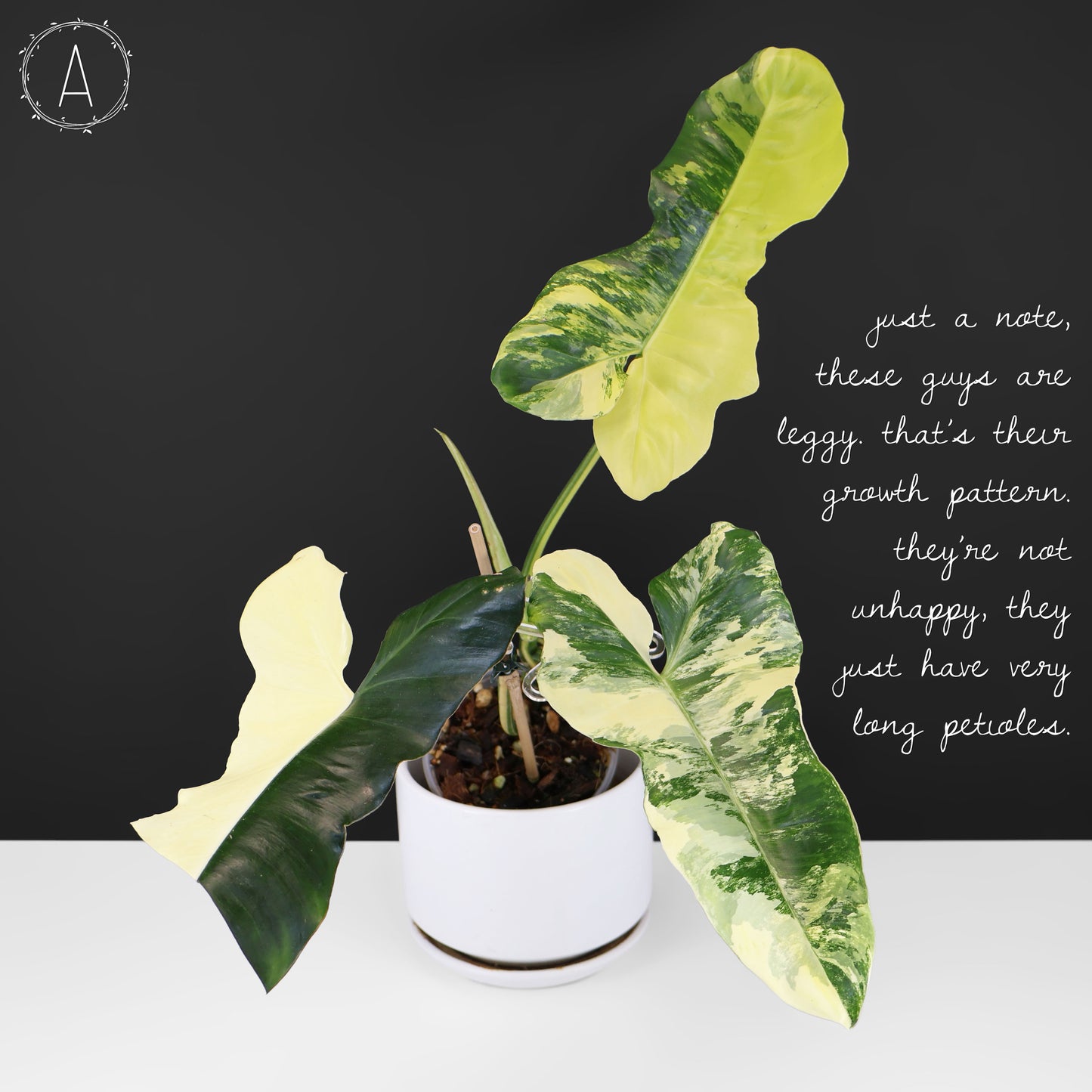 Philodendron Florida Belleza x Paraiso Verde
