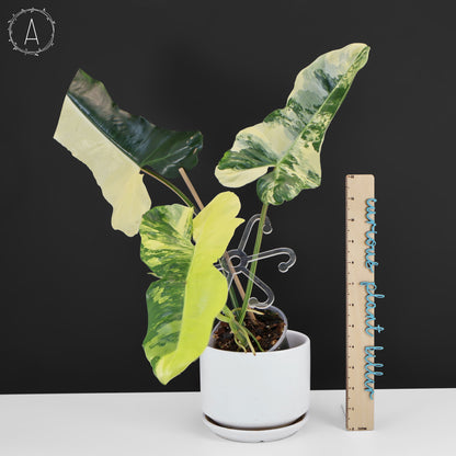 Philodendron Florida Belleza x Paraiso Verde